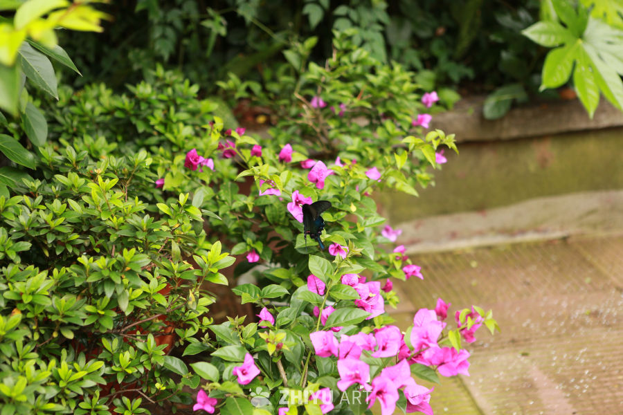 蝴蝶与花海