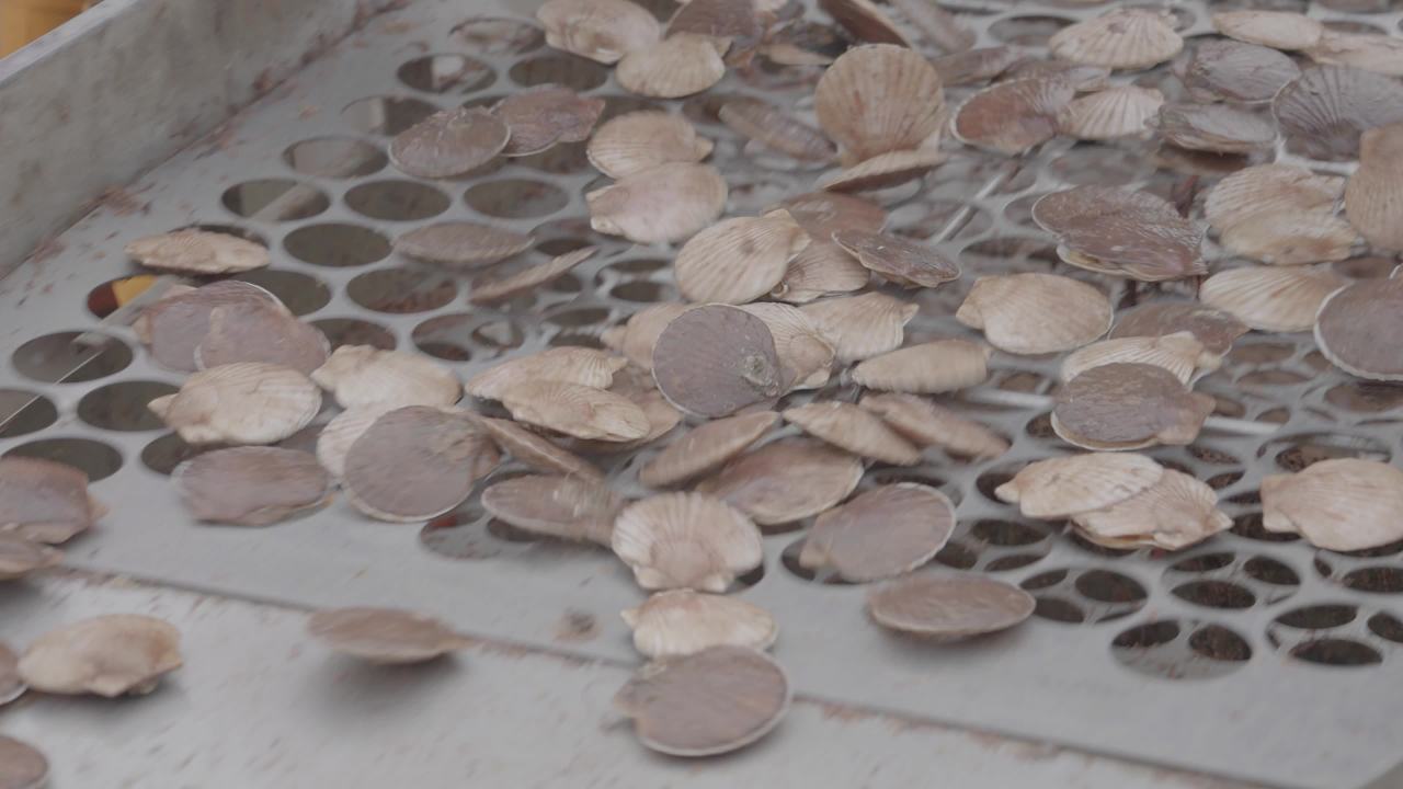 渔民扇贝分拣作业