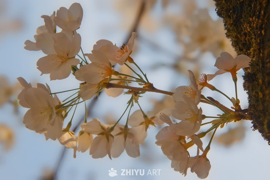春日樱花绽放