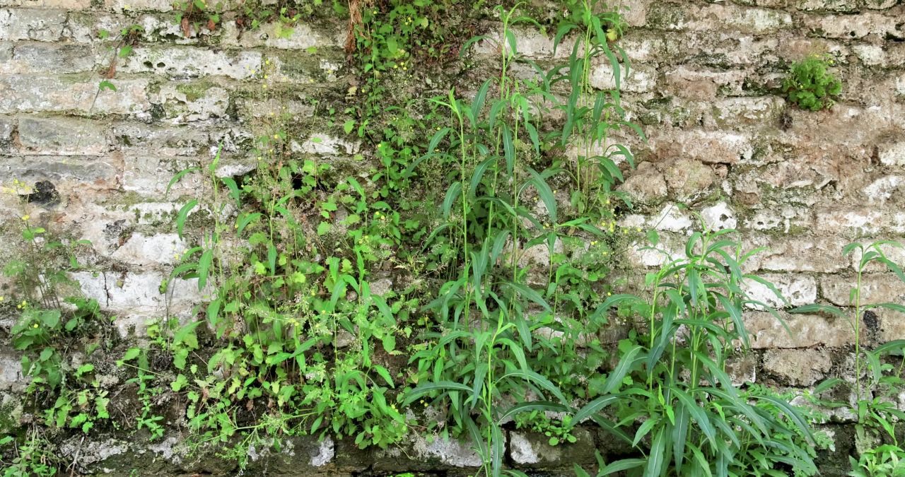 实拍古老城墙长绿草