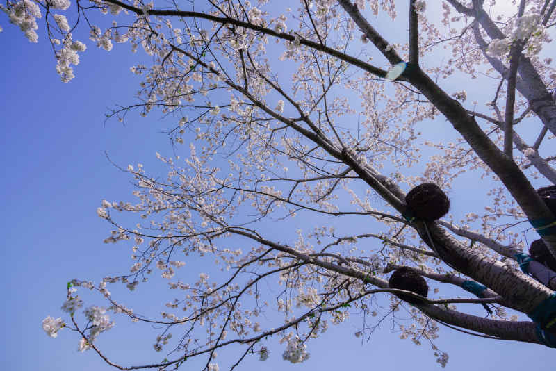 樱花 75