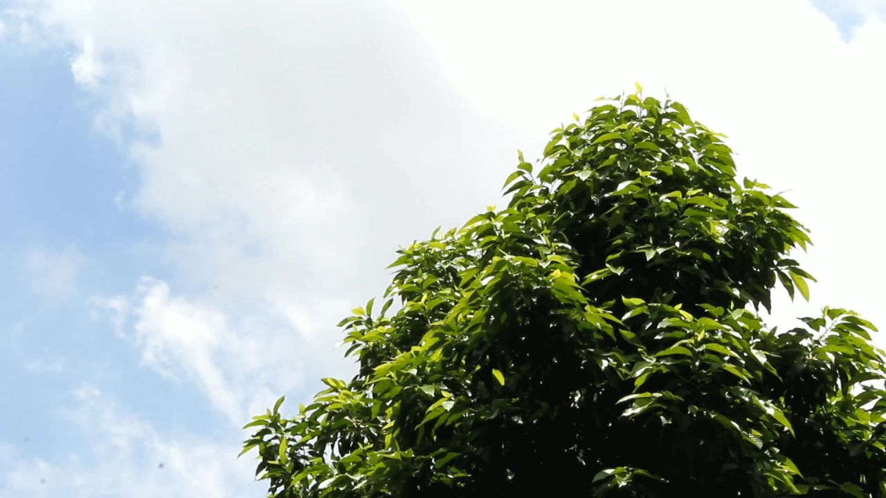 白兰树顶飘过的白云3