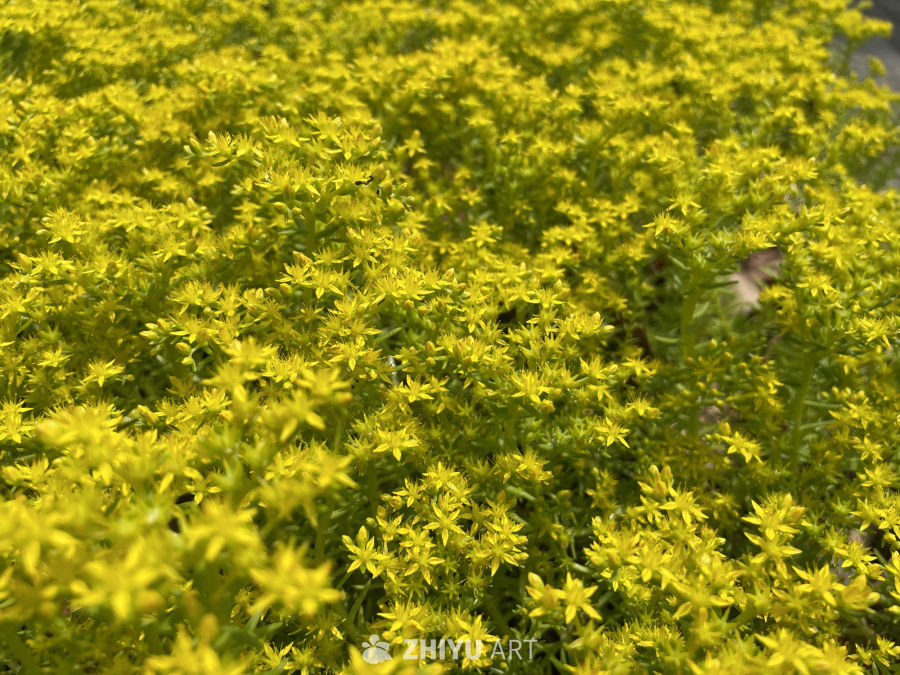 春季花卉 24