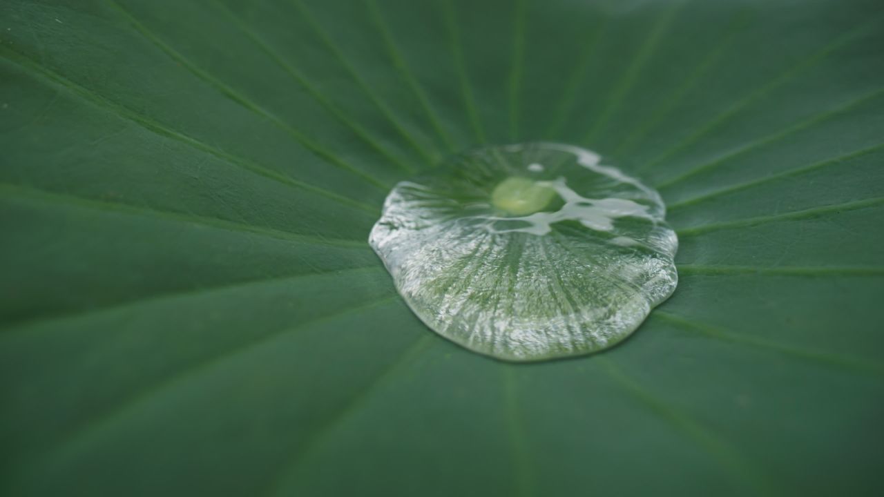夏天池塘湿地荷花荷叶莲蓬 35