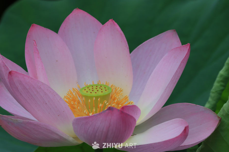 荷花 19