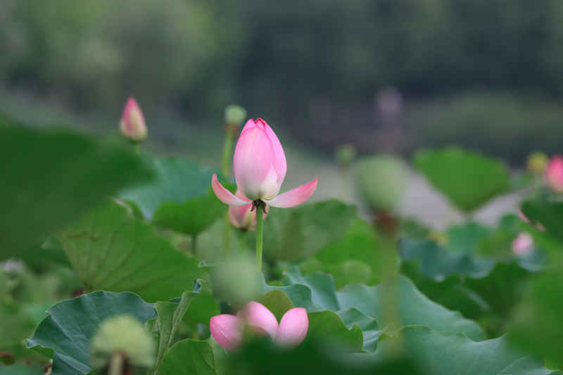 荷花 38