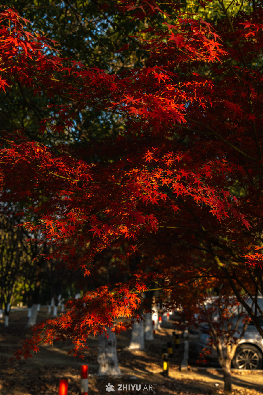 秋日红枫映阳光