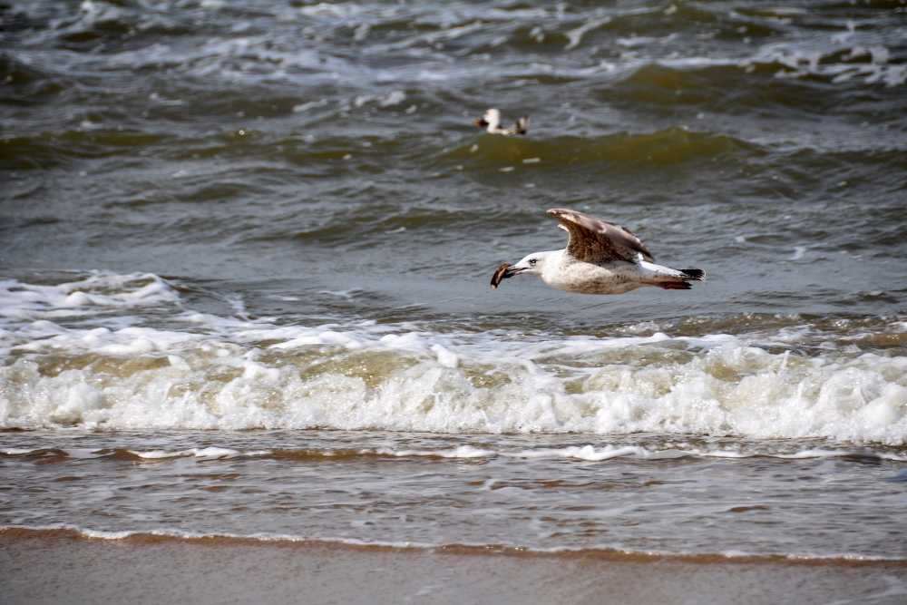 鸟海鸥飞行海滩