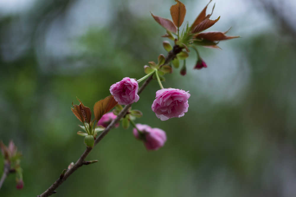 花开枝头