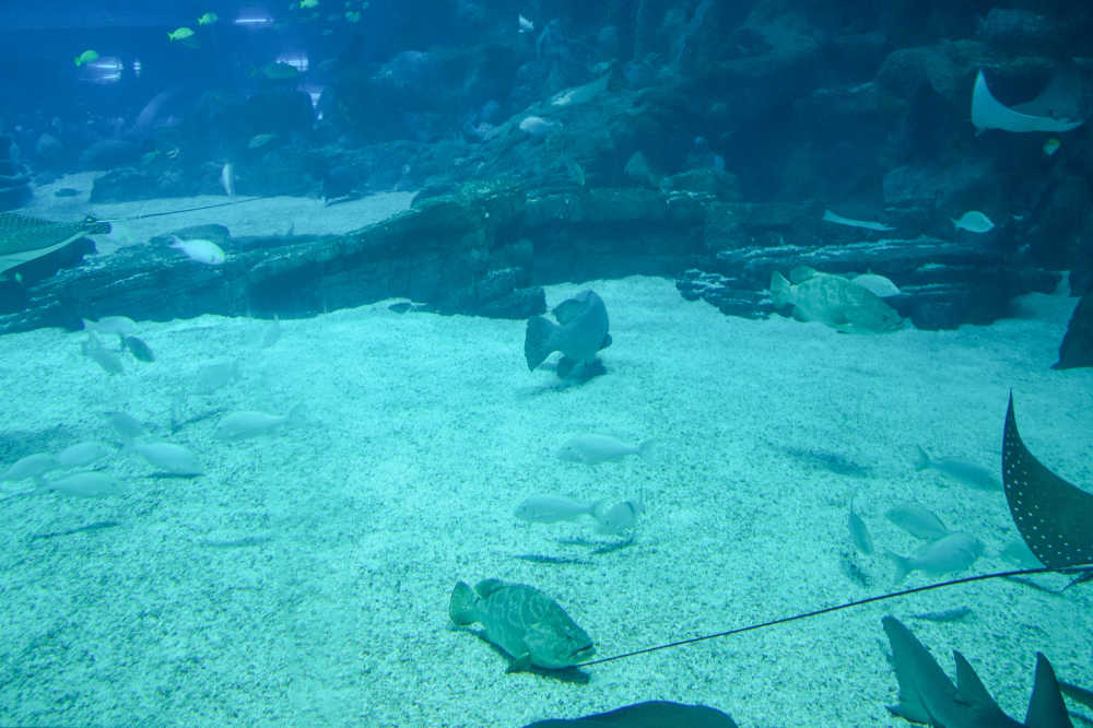 珠海长隆海洋王国