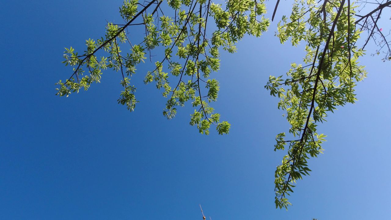 晴空下的树木，蓝天