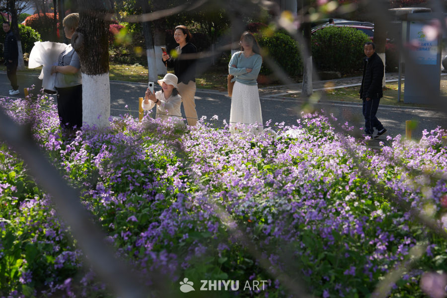 紫花盛开的公园