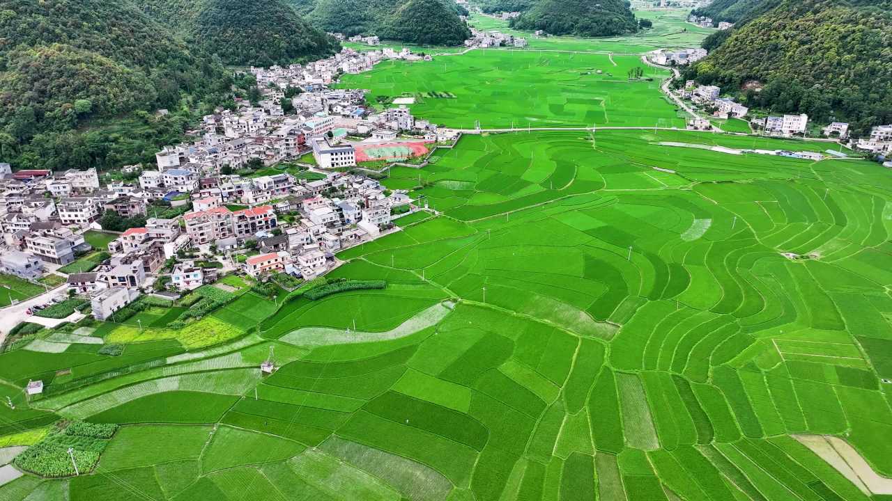 4k航拍夏日稻田 美丽乡村景色