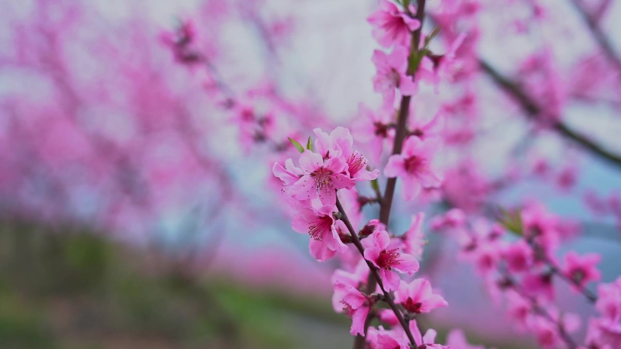 春天桃花开