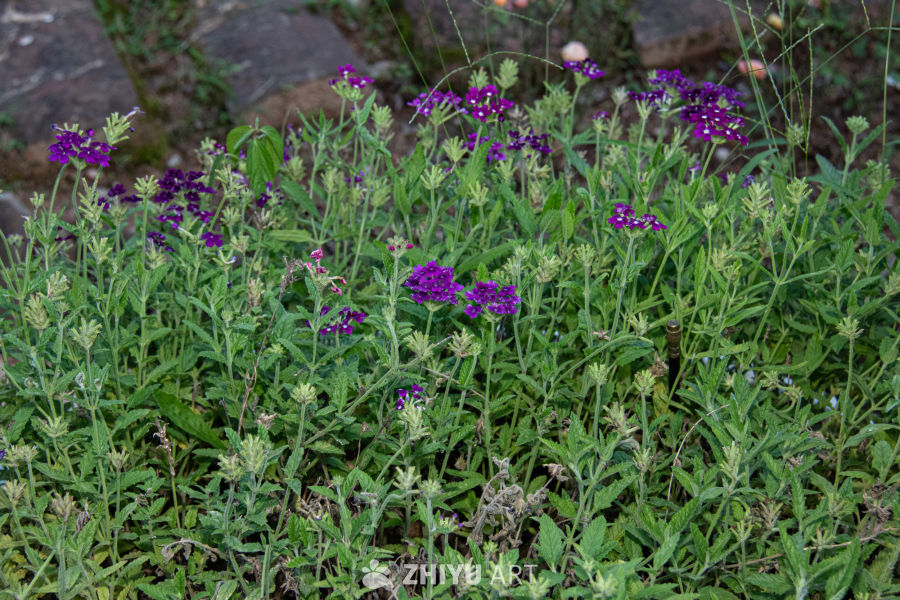 中药材与药材花 3
