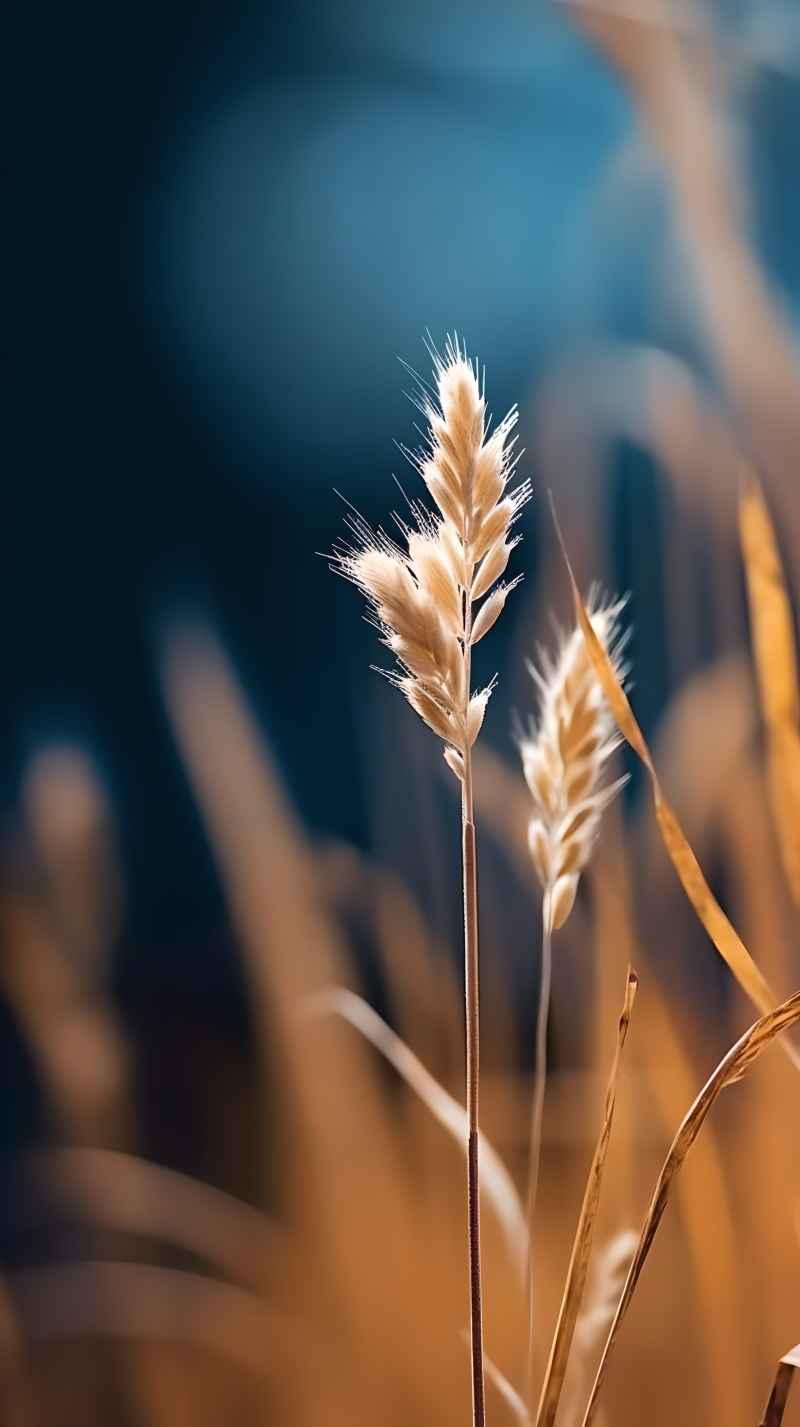 秋季唯美自然景色小草枯黄色