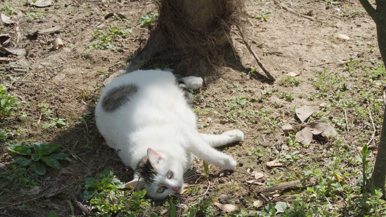 春天公园里可爱的猫咪流浪猫 29