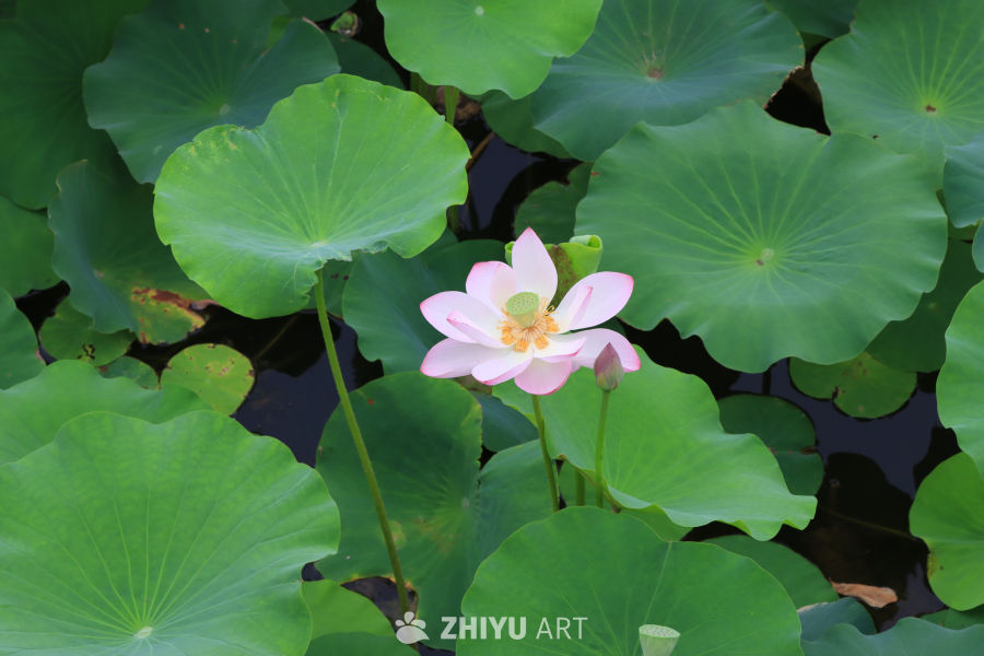 荷花 37
