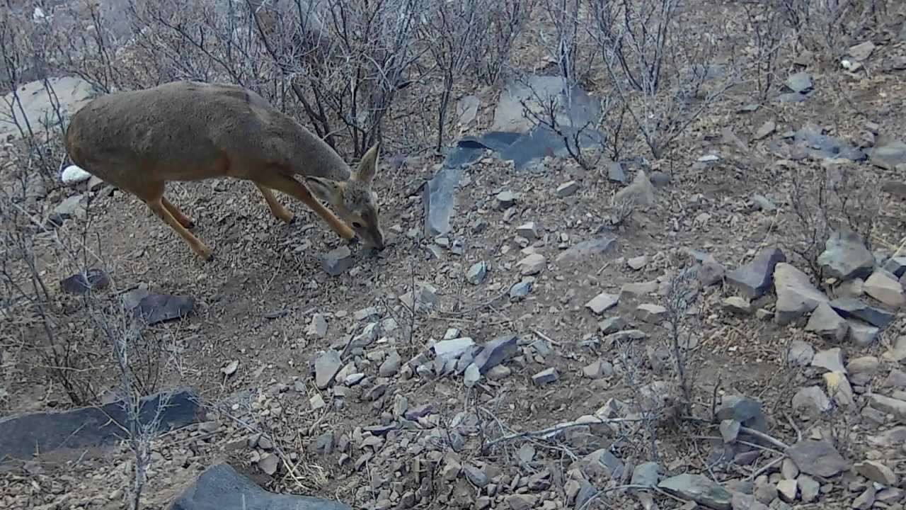 监控里的野生动物