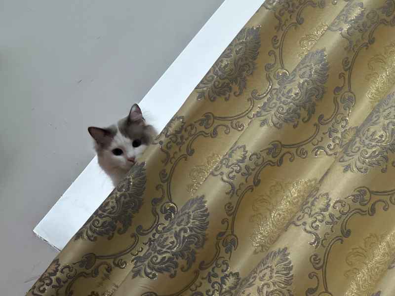 可爱的猫猫，谁能抗拒呢 16