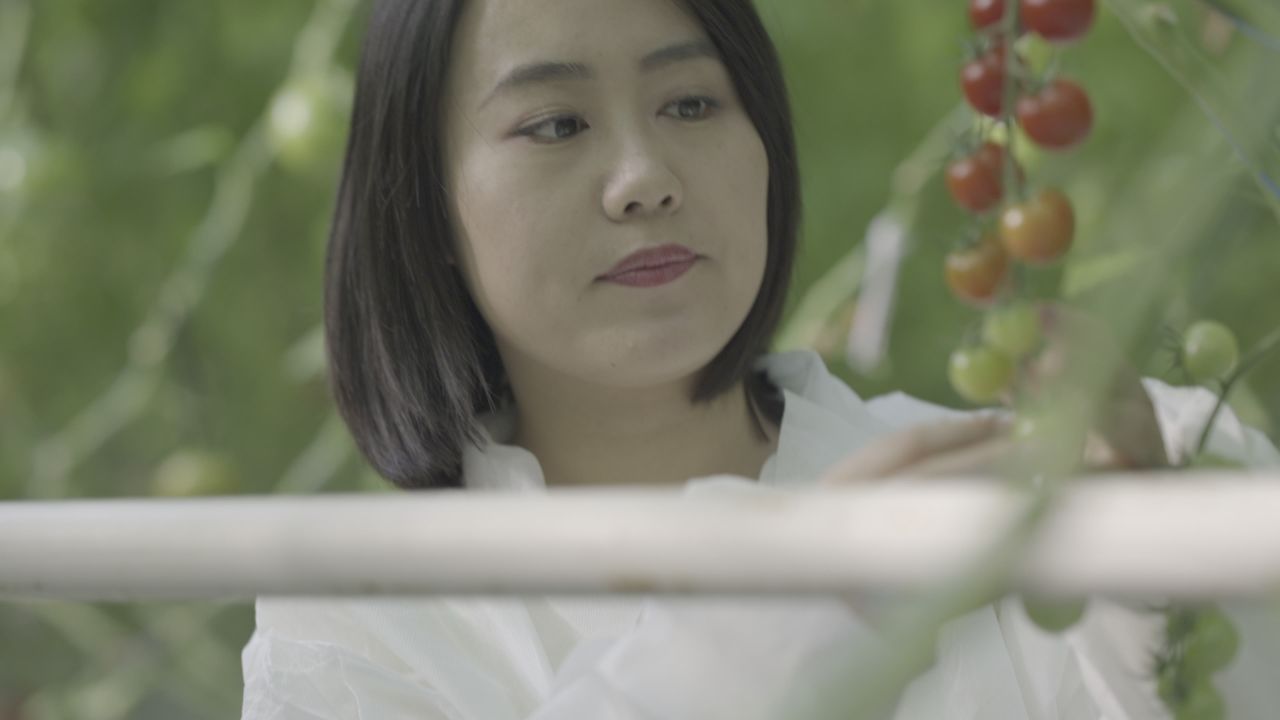 设施农业西红柿种植 2