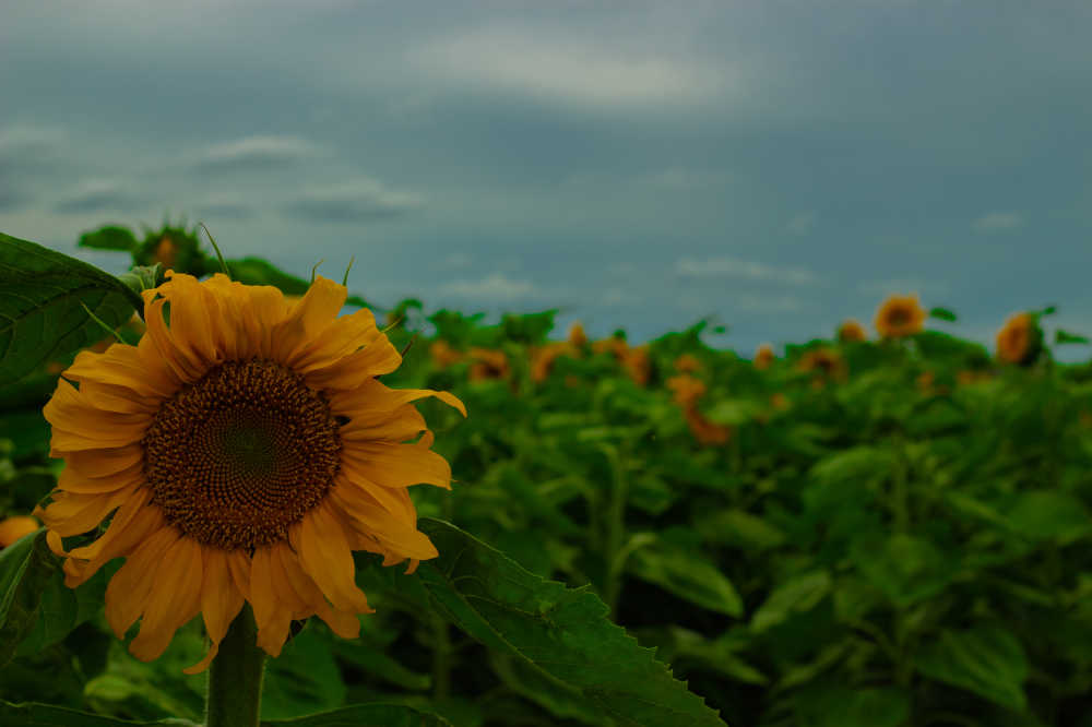 葵花