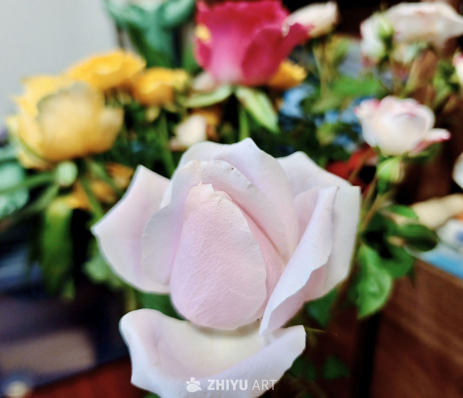 夏日里盛开的月季花簇