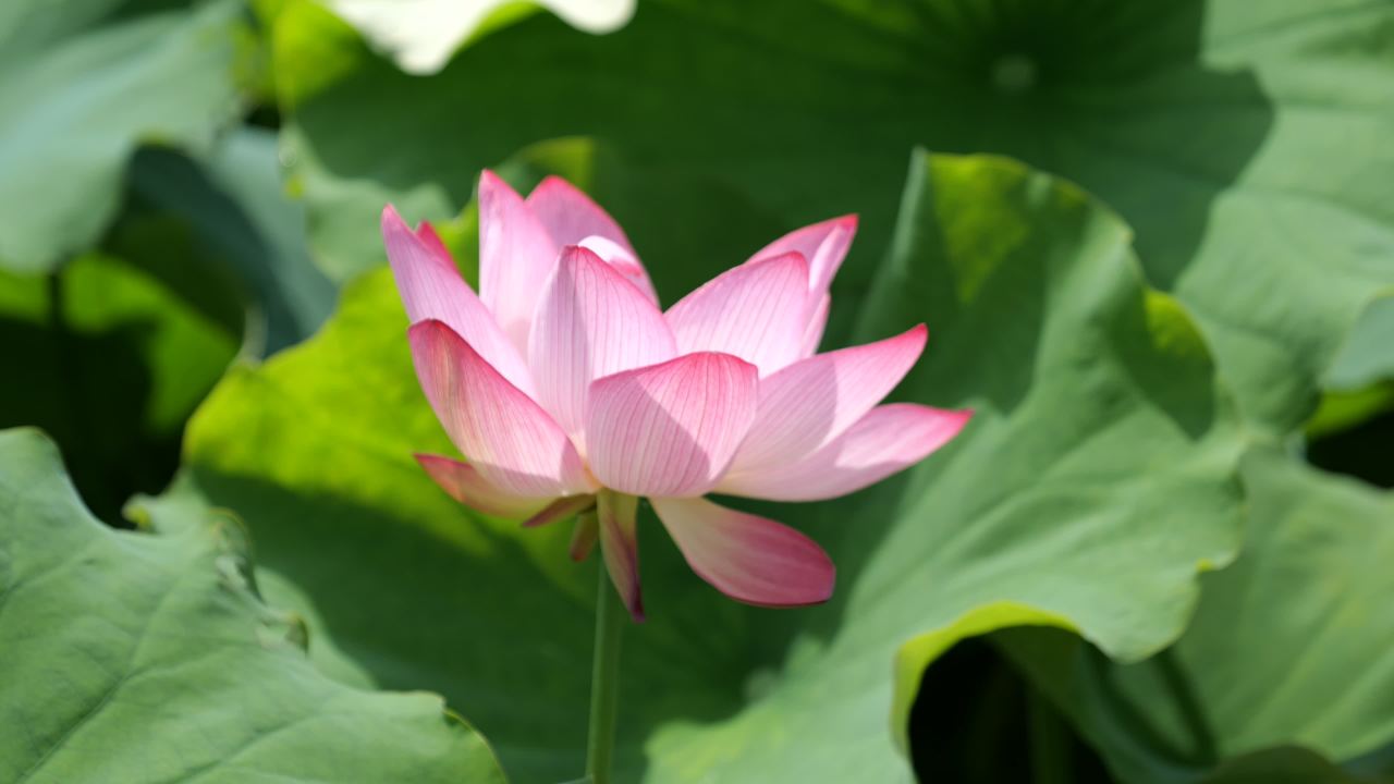 荷花 77