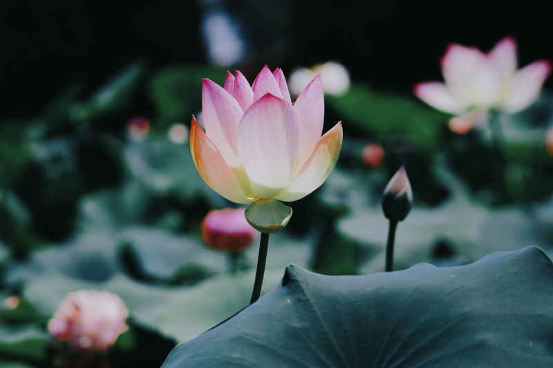 花卉 2