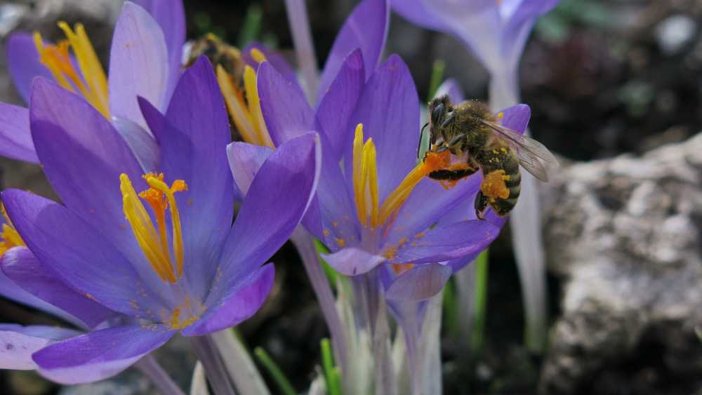 藏红花蜜蜂收集春天