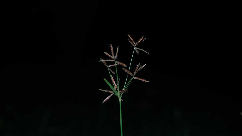 花草植物 30