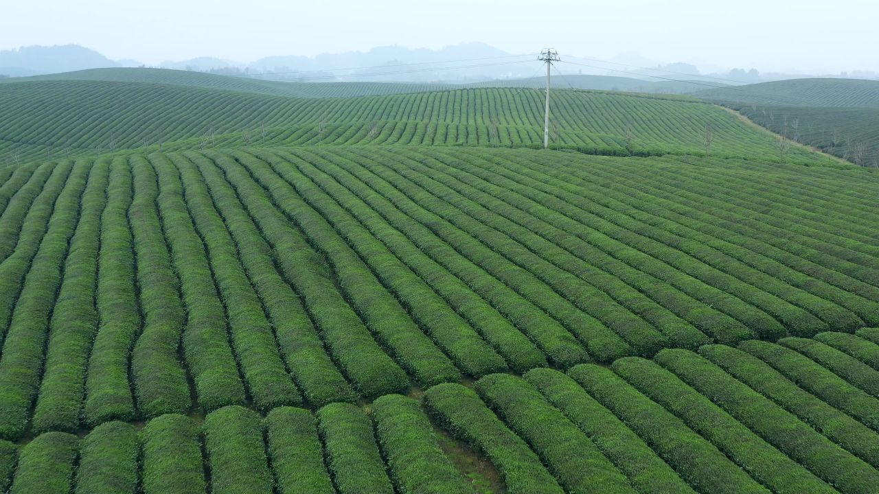 航拍贵州遵义湄潭茶海