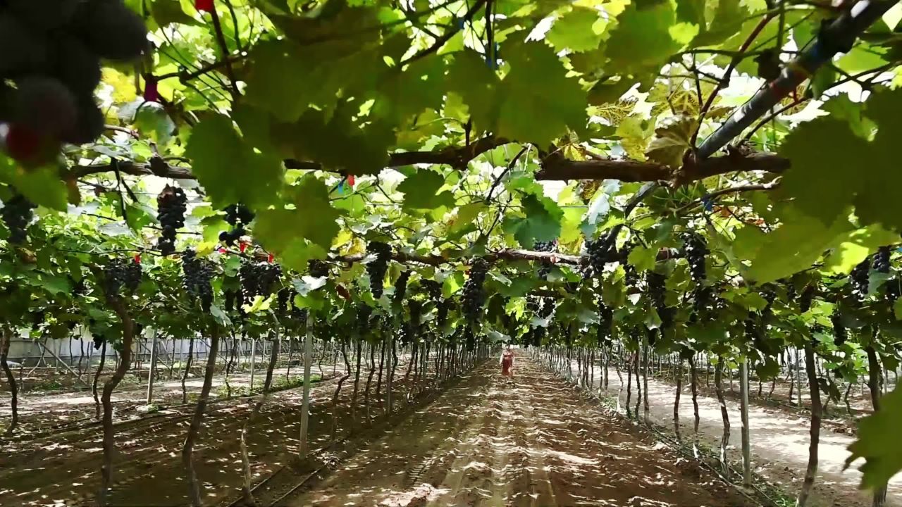 成熟的酿酒葡萄 张家口怀涿盆地葡萄基地