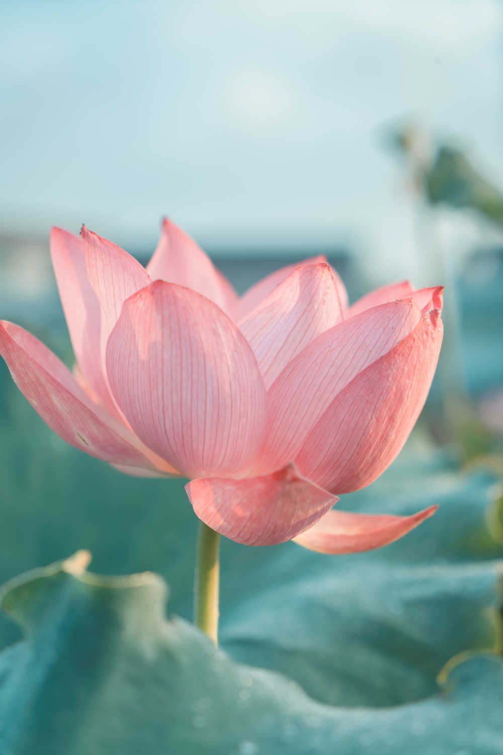 荷花