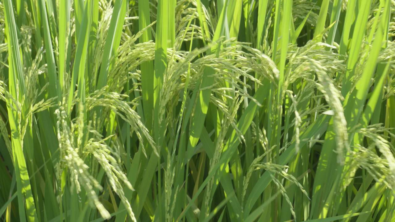 水稻五常大米田野粮食庄稼丰收 9