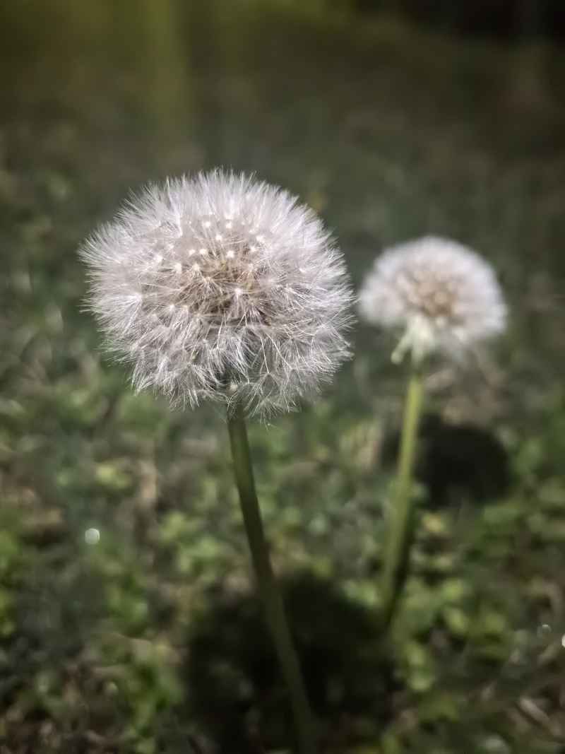 蒲公英