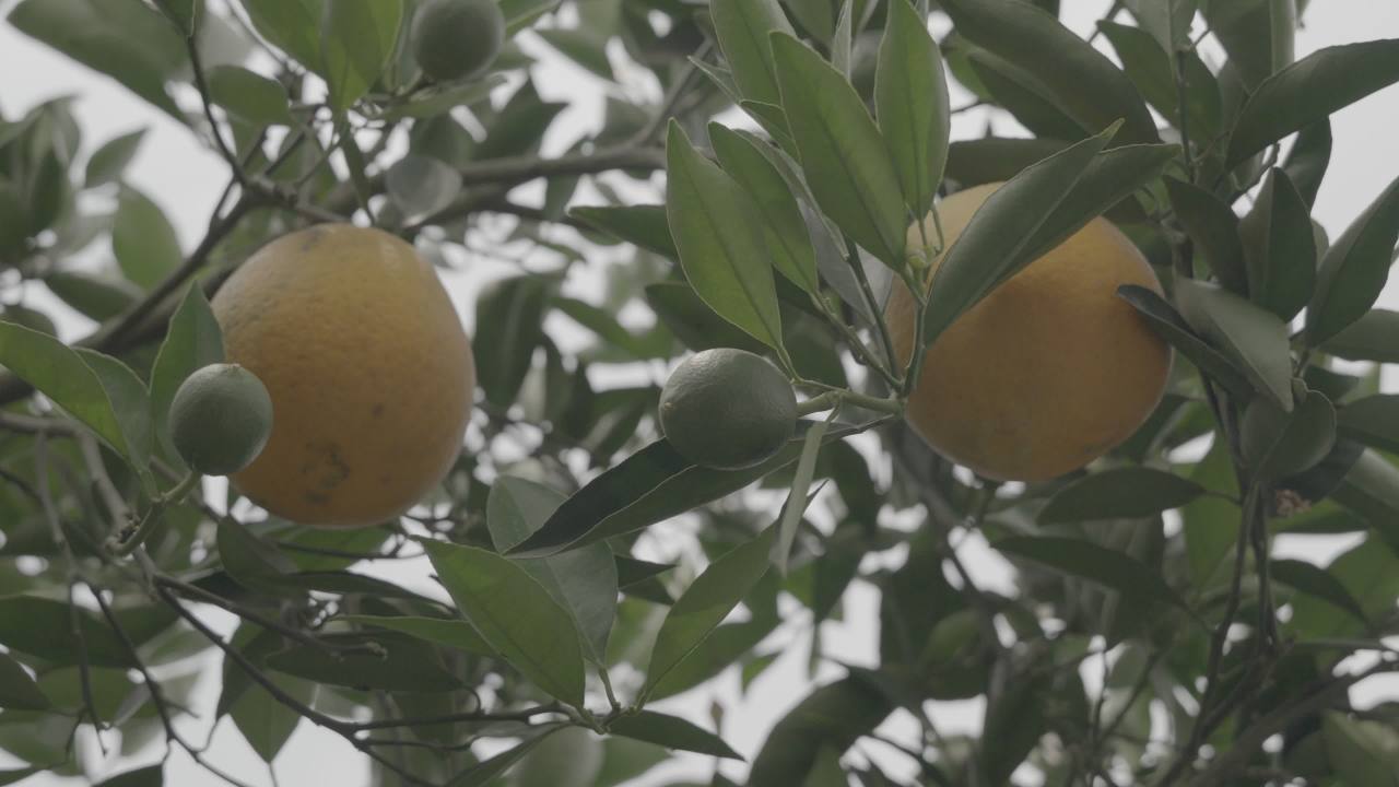 橙树上的果实