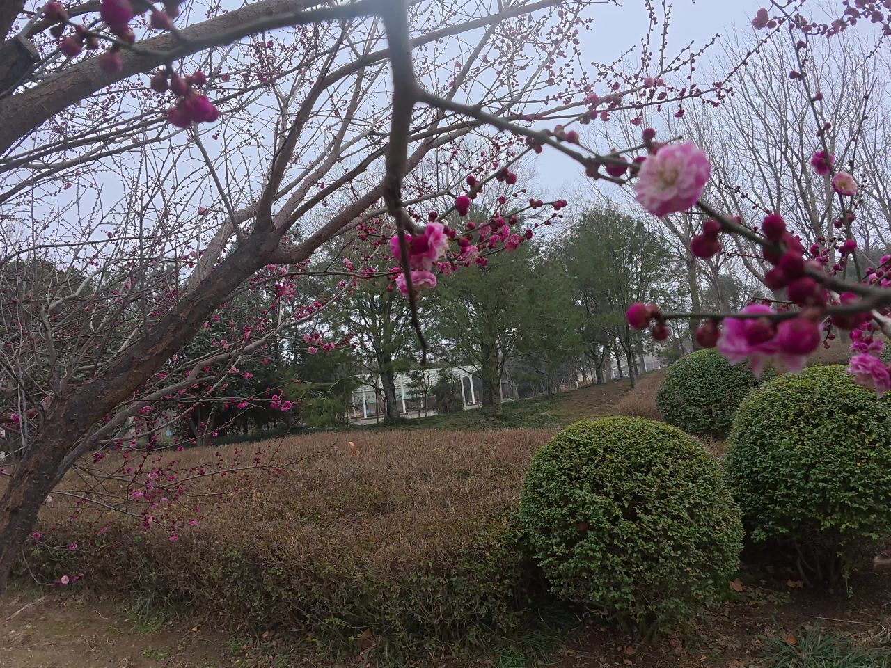 春日梅花绽放