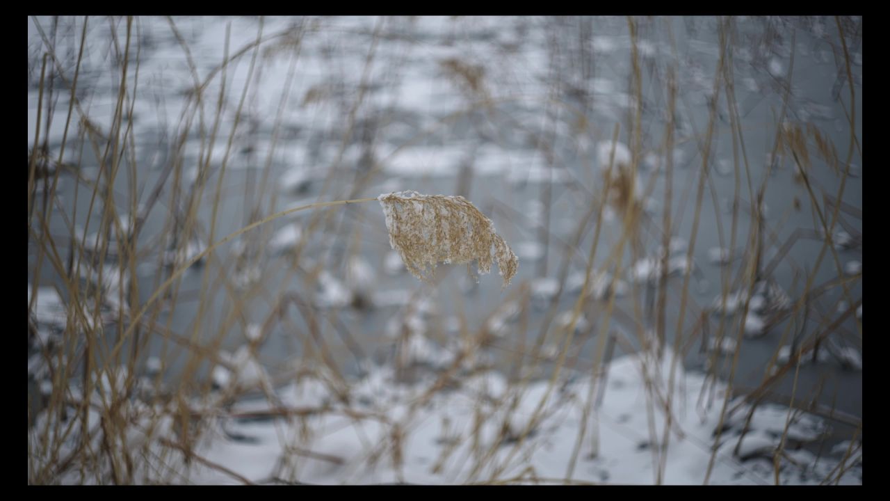 雪后芦苇 湖面