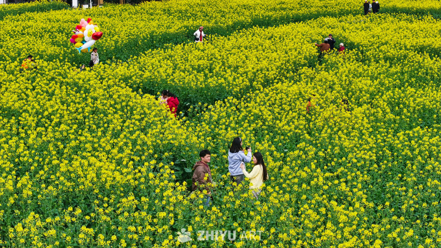 航拍油菜花盛开  美丽乡村 18