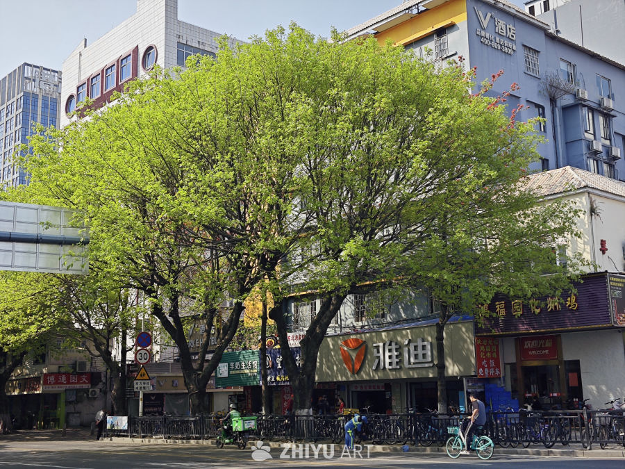 春天广州街头绿树