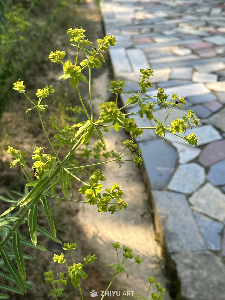 阳光下的小花与石板路
