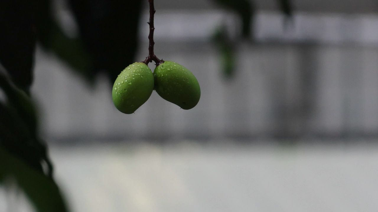 初夏的雨-两个小芒果