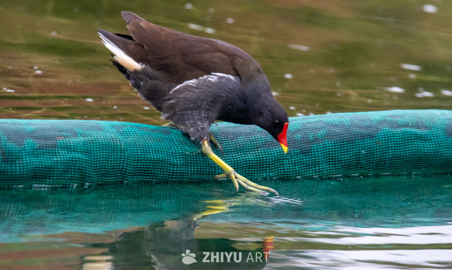 黑水鸡水面觅食