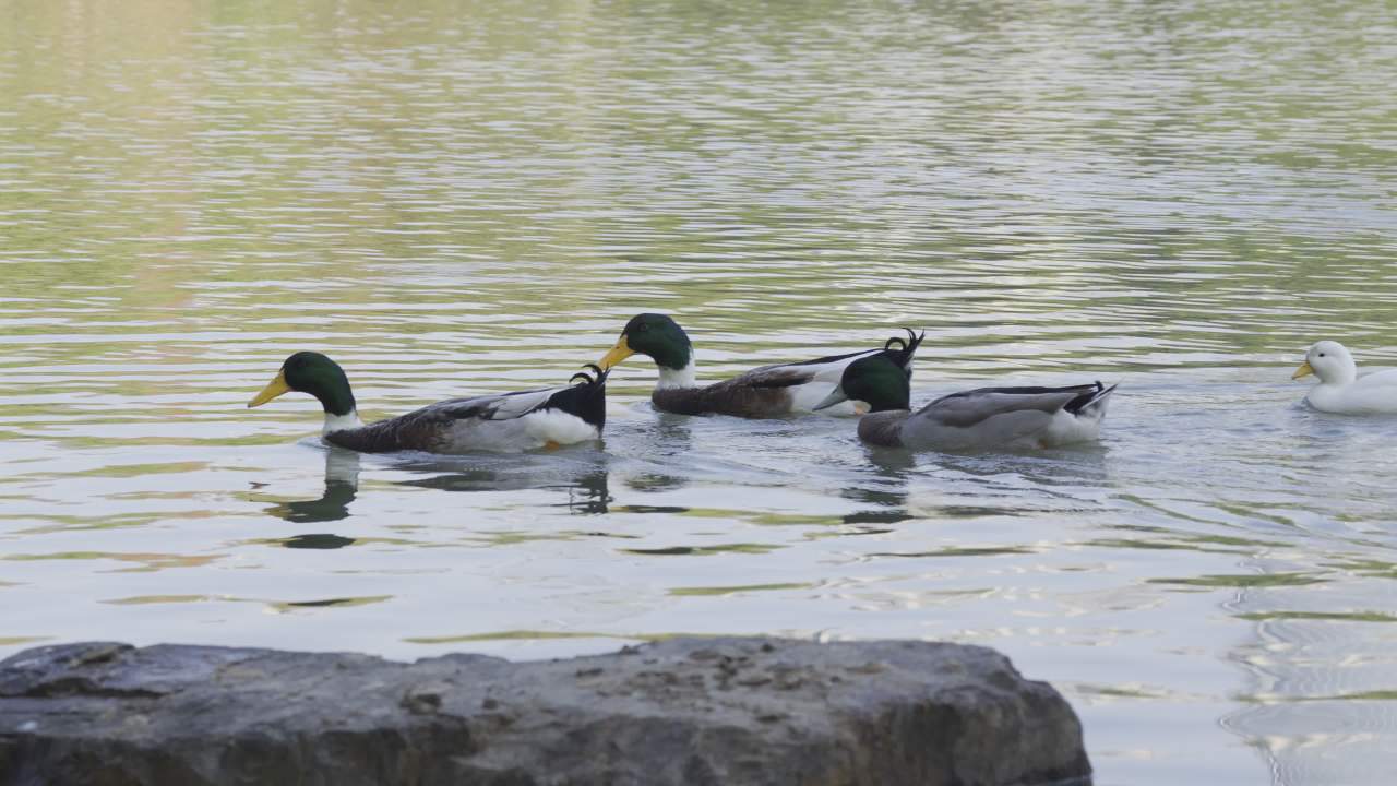 杨府山公园观鸟 9