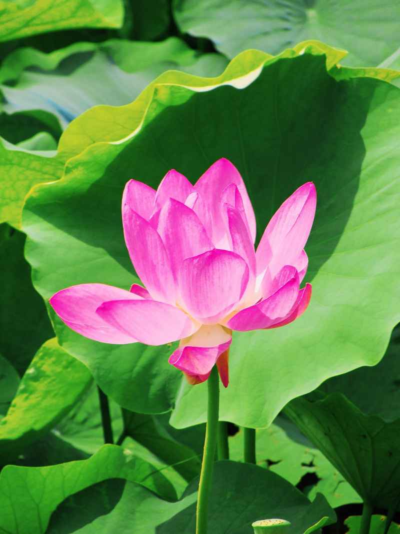 “水中君子”——荷花 1