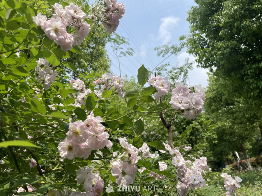 春季花卉 11