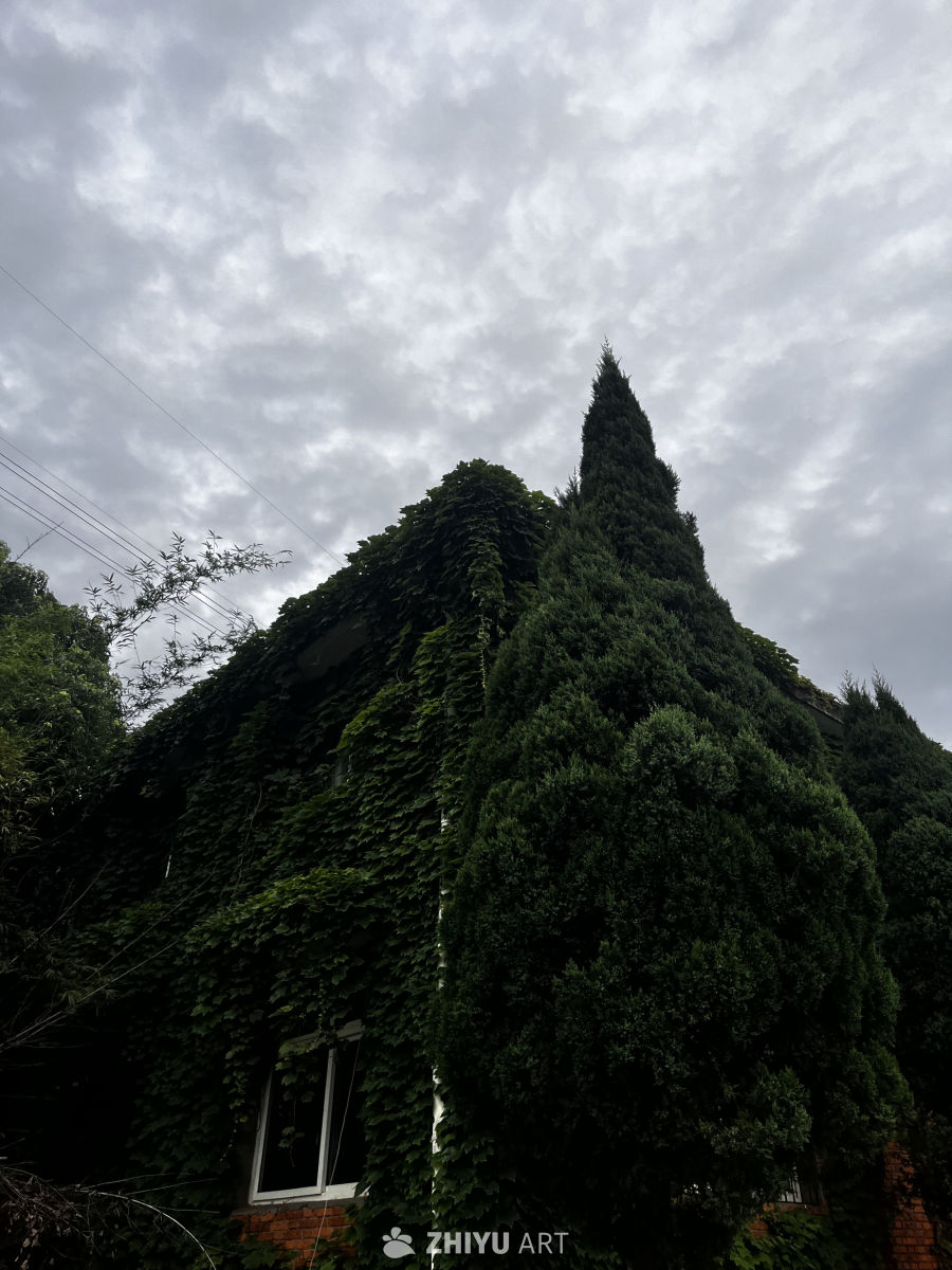 爬山虎覆盖的砖墙