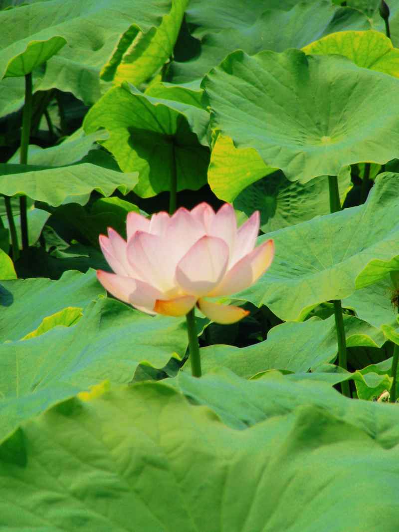 “水中君子”——荷花 23
