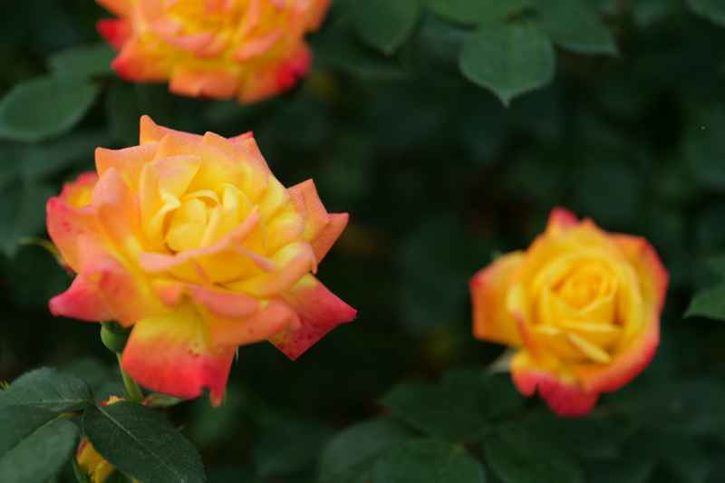 月季花 22